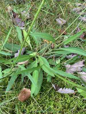 Devilsbit(Succisa pratensis)