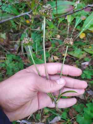 Devilsbit(Succisa pratensis)