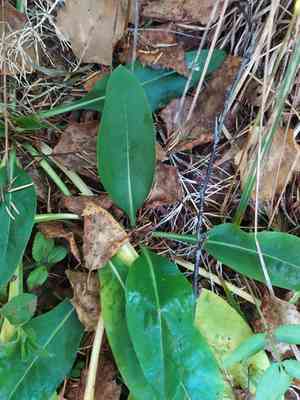 Devilsbit(Succisa pratensis)
