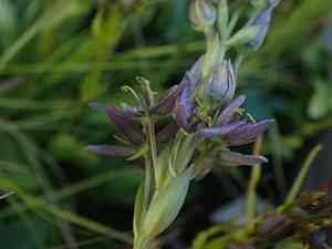 Felwort(Swertia perennis)