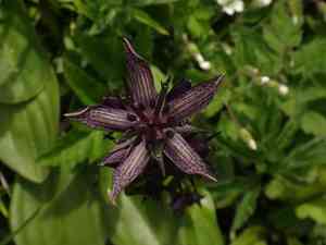 Felwort(Swertia perennis)