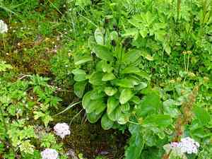 Felwort(Swertia perennis)