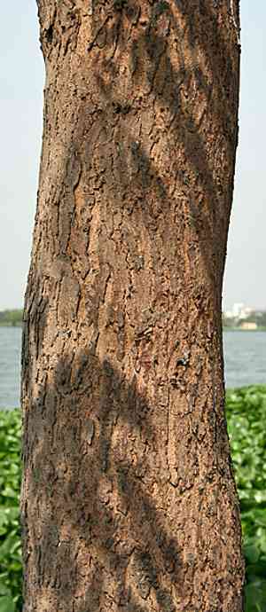 West indian mahogany(Swietenia mahagoni)