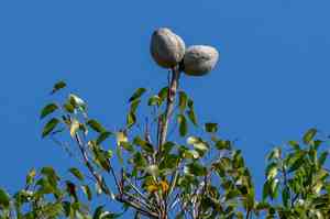 West indian mahogany(Swietenia mahagoni)