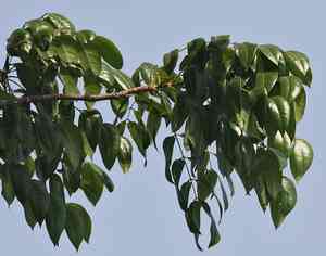 West indian mahogany(Swietenia mahagoni)