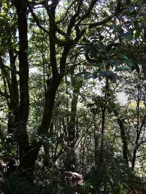 Chinese fighazel(Sycopsis sinensis)