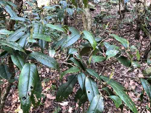 Chinese fighazel(Sycopsis sinensis)