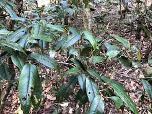 Chinese fighazel(Sycopsis sinensis)