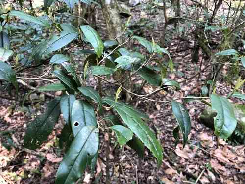Chinese fighazel(Sycopsis sinensis)