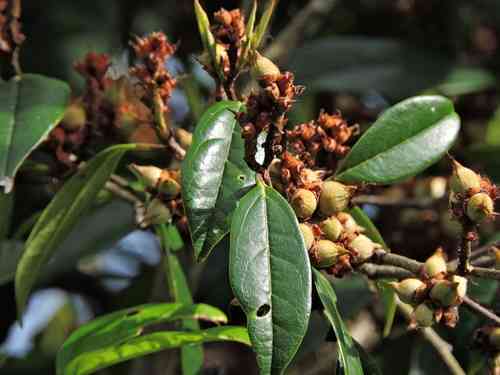 Chinese fighazel(Sycopsis sinensis)