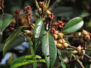 Chinese fighazel(Sycopsis sinensis)