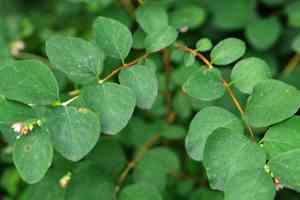 Common snowberry(Symphoricarpos albus)