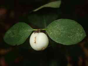Common snowberry(Symphoricarpos albus)
