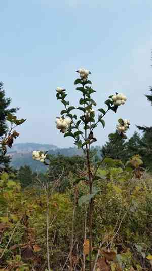 Common snowberry(Symphoricarpos albus)