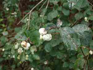 Common snowberry(Symphoricarpos albus)