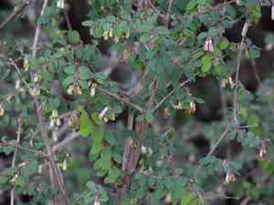 Pink snowberry(Symphoricarpos microphyllus)