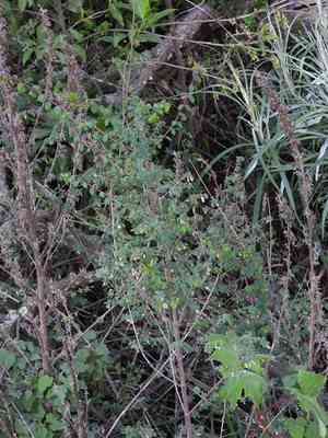 Pink snowberry(Symphoricarpos microphyllus)