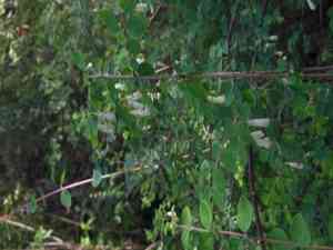 Pink snowberry(Symphoricarpos microphyllus)