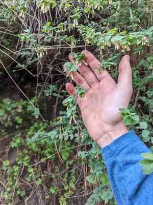 Pink snowberry(Symphoricarpos microphyllus)