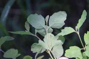 Creeping Snowberry(Symphoricarpos mollis)