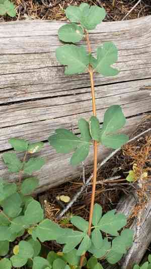 Creeping Snowberry(Symphoricarpos mollis)