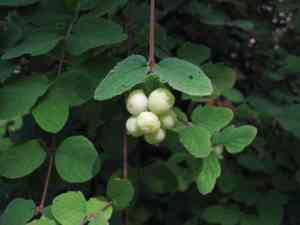 Creeping Snowberry(Symphoricarpos mollis)
