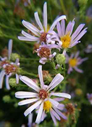 Western aster(Symphyotrichum ascendens)
