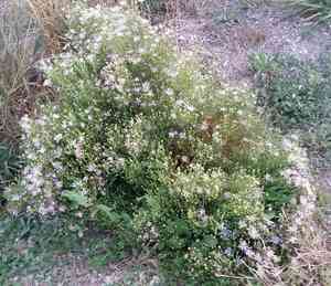 Western aster(Symphyotrichum ascendens)