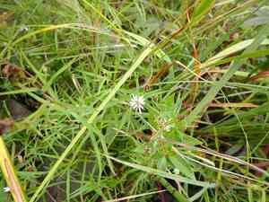 Northern bog aster(Symphyotrichum boreale)