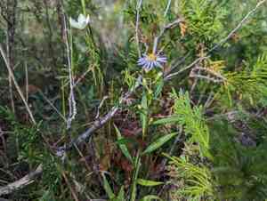 Northern bog aster(Symphyotrichum boreale)