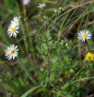 Northern bog aster(Symphyotrichum boreale)
