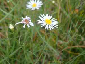 Northern bog aster(Symphyotrichum boreale)
