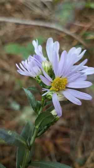 Pacific Aster(Symphyotrichum chilense)