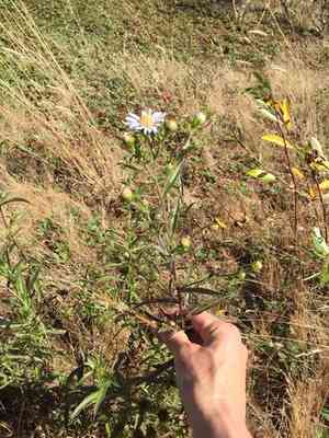 Pacific Aster(Symphyotrichum chilense)