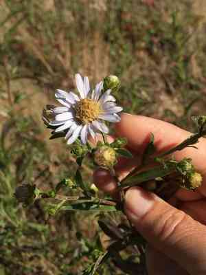 Pacific Aster(Symphyotrichum chilense)