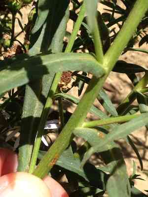 Pacific Aster(Symphyotrichum chilense)