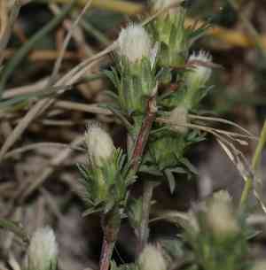 Rayless alkali aster(Symphyotrichum ciliatum)