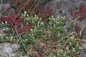Rayless alkali aster(Symphyotrichum ciliatum)