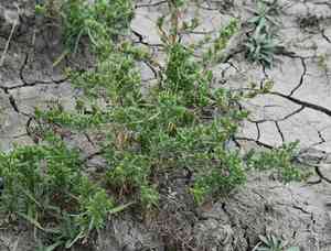 Rayless alkali aster(Symphyotrichum ciliatum)