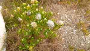 Rayless alkali aster(Symphyotrichum ciliatum)