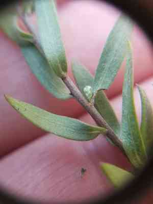 Eastern silver aster(Symphyotrichum concolor)