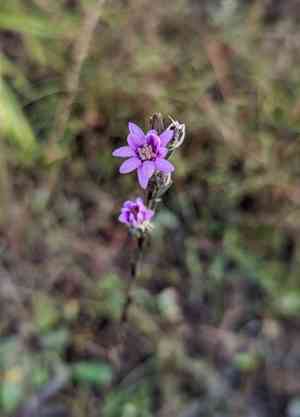 Eastern silver aster(Symphyotrichum concolor)