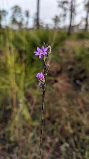 Eastern silver aster(Symphyotrichum concolor)