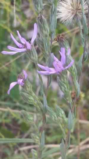 Eastern silver aster(Symphyotrichum concolor)