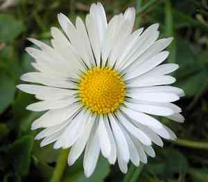 Eastern silver aster(Symphyotrichum concolor)