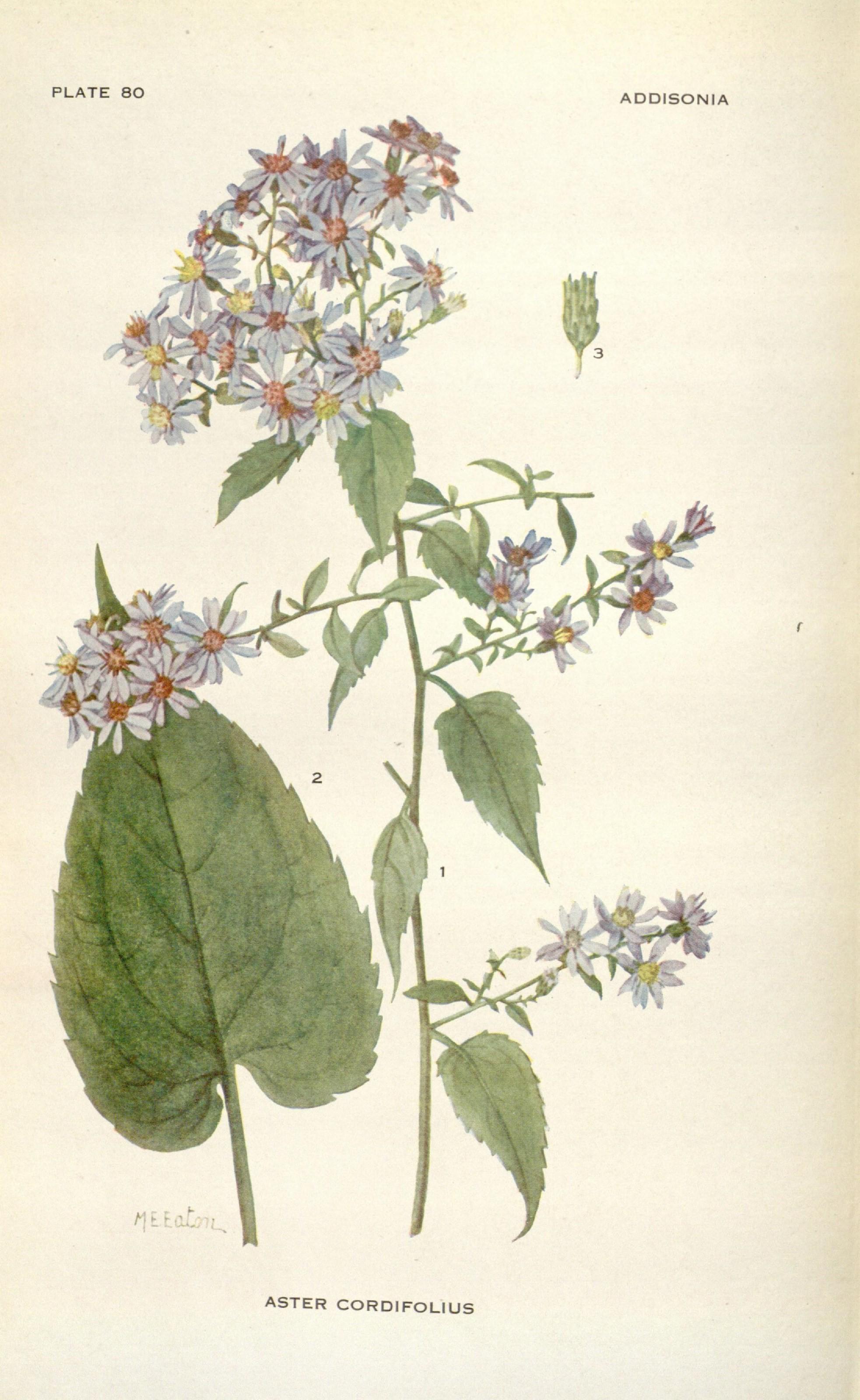 Common blue wood-aster