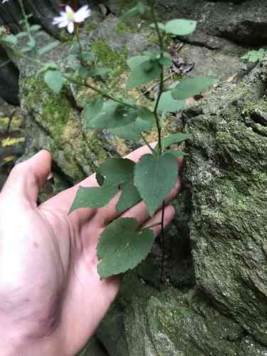 Common blue wood-aster(Symphyotrichum cordifolium)