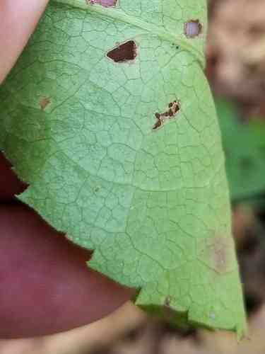 Common blue wood-aster(Symphyotrichum cordifolium)