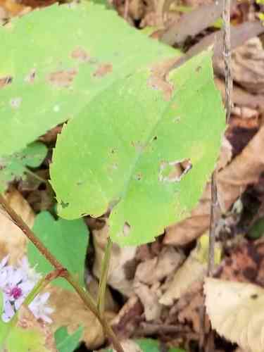 Common blue wood-aster(Symphyotrichum cordifolium)