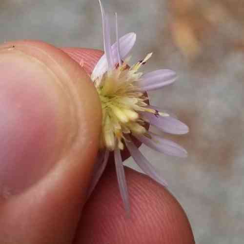 Common blue wood-aster(Symphyotrichum cordifolium)